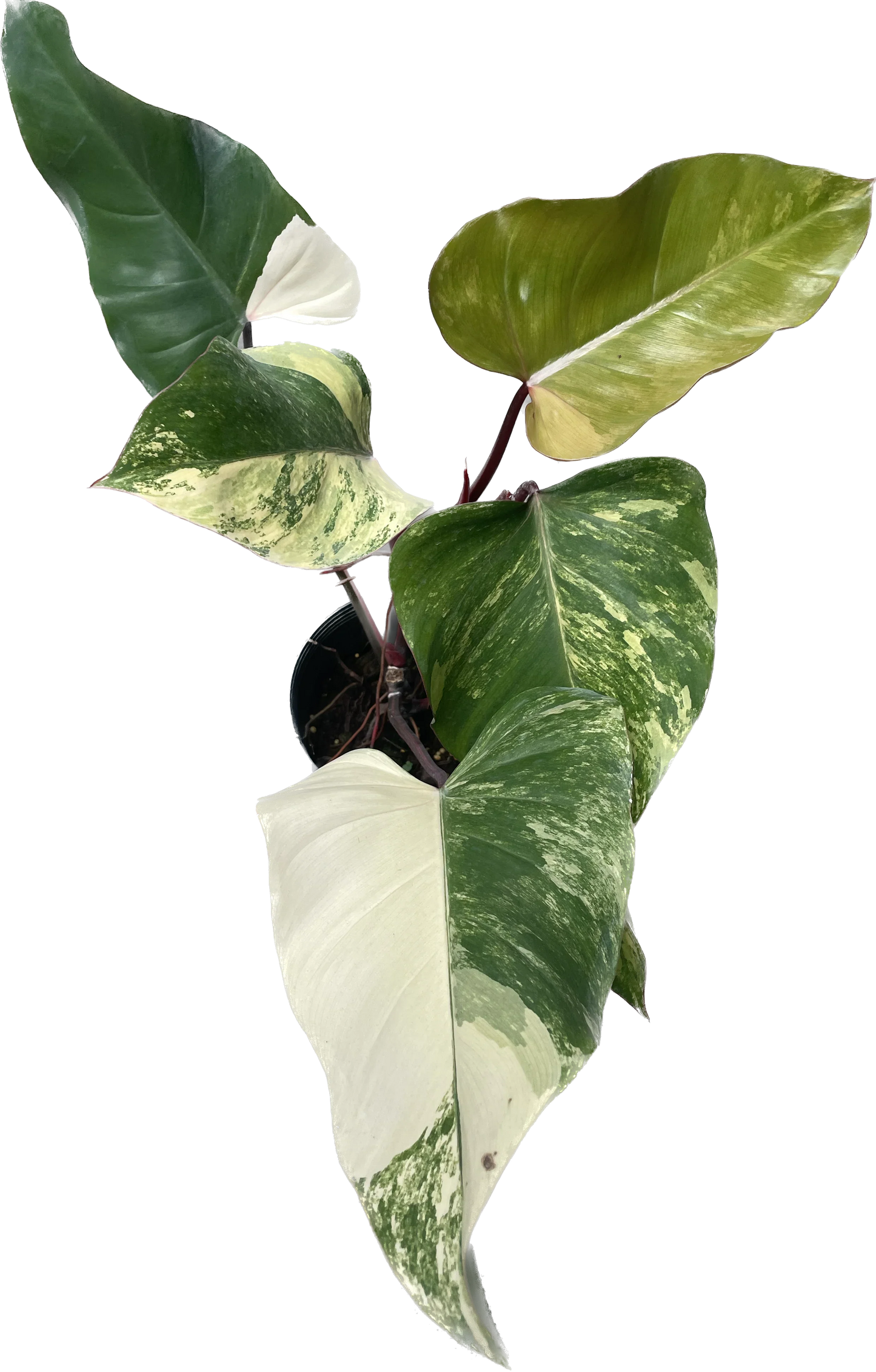 Philodendron strawberry shake