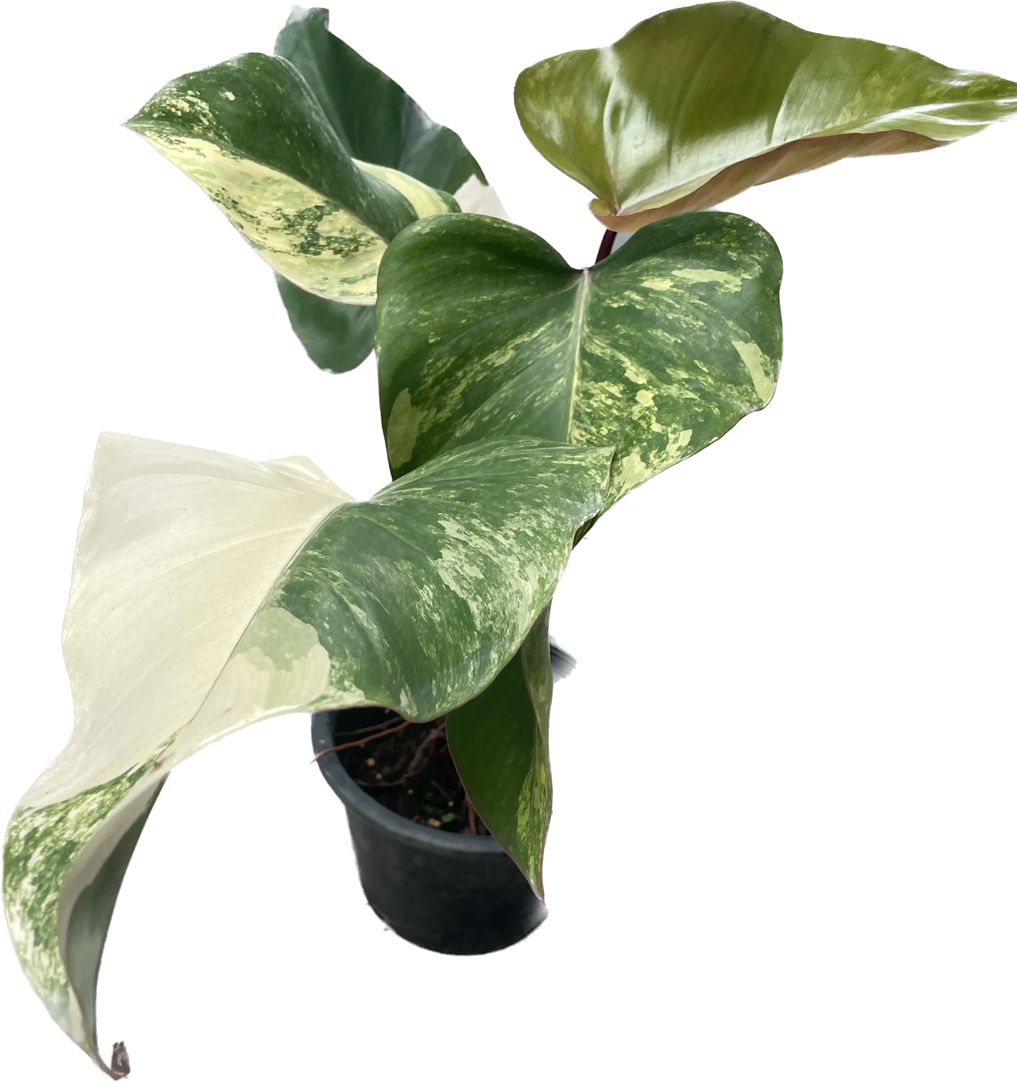 Philodendron strawberry shake