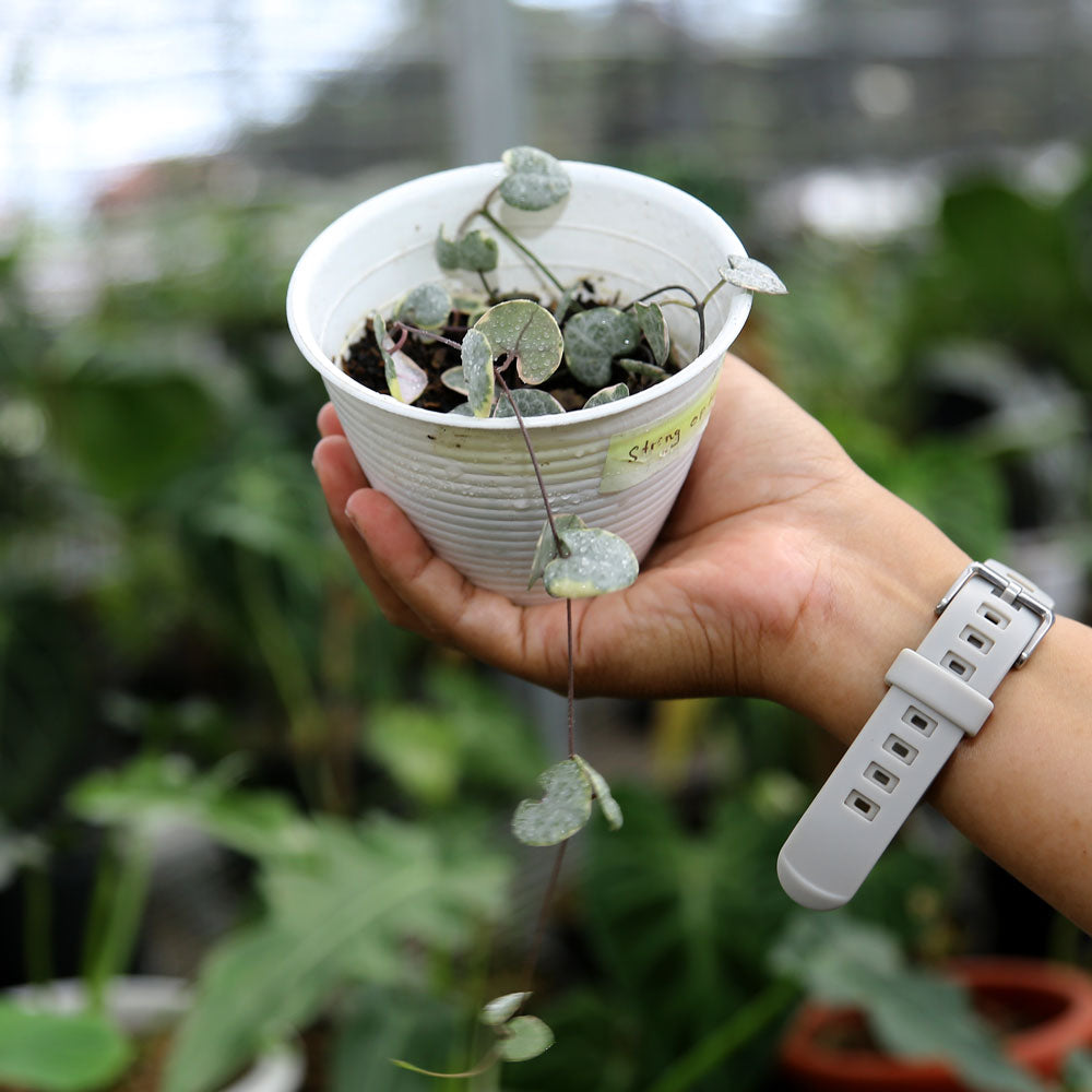 Ceropegia Woodii Variegated ‘String of Hearts’ - Indonesian Rare Plants
