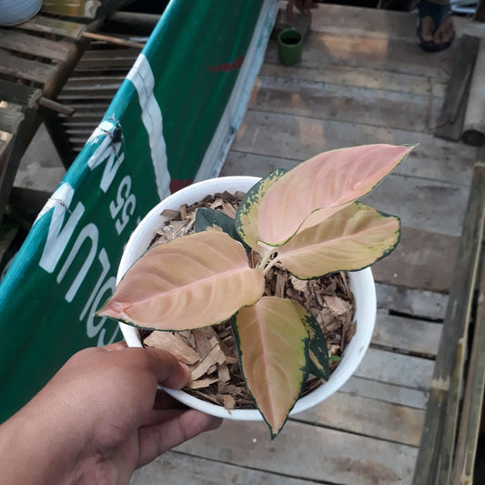 Aglaonema Sultan Brunei - Indonesian Rare Plants