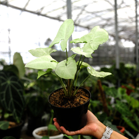 Syngonium Podophyllum - Indonesian Rare Plants