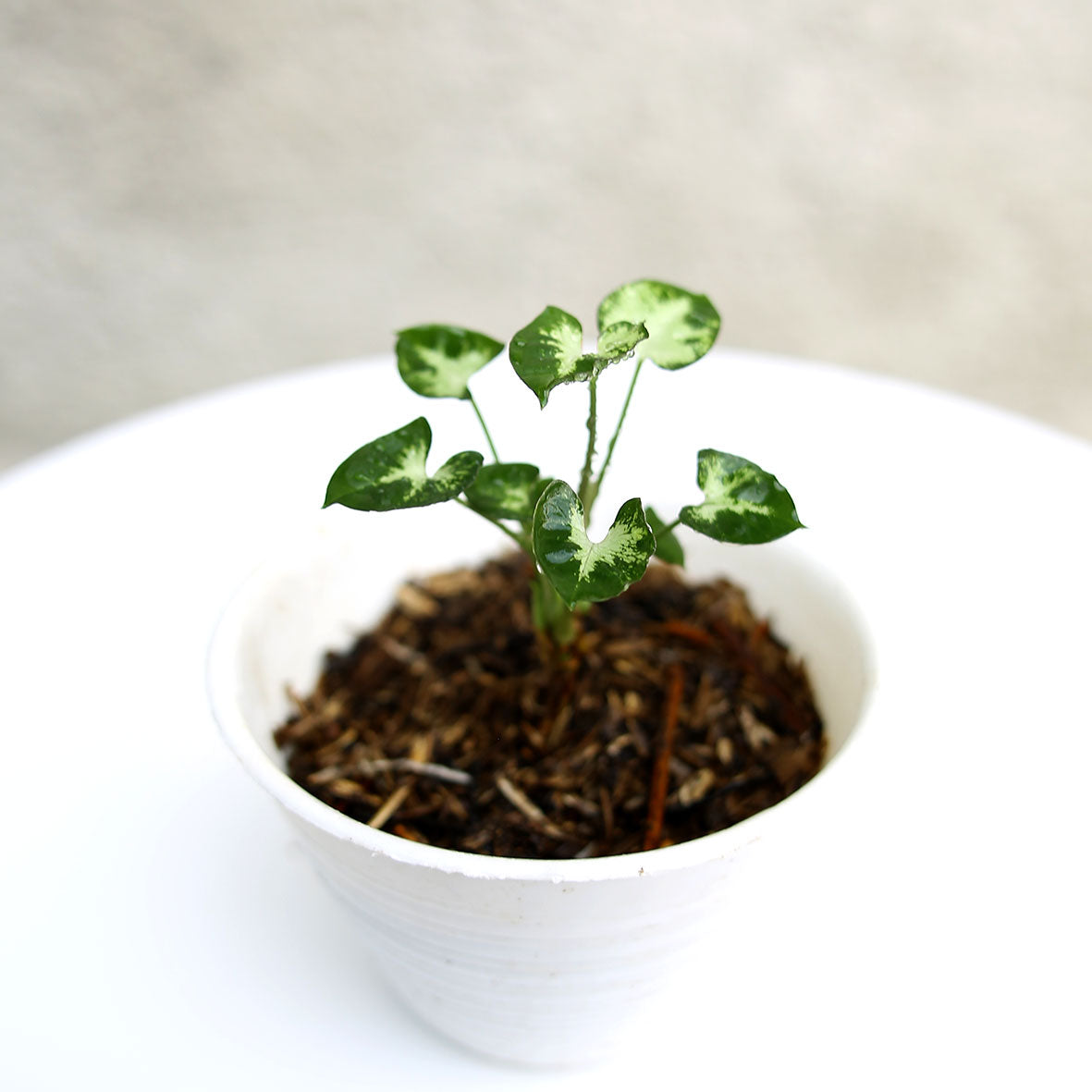 Syngonium Mini - Indonesian Rare Plants