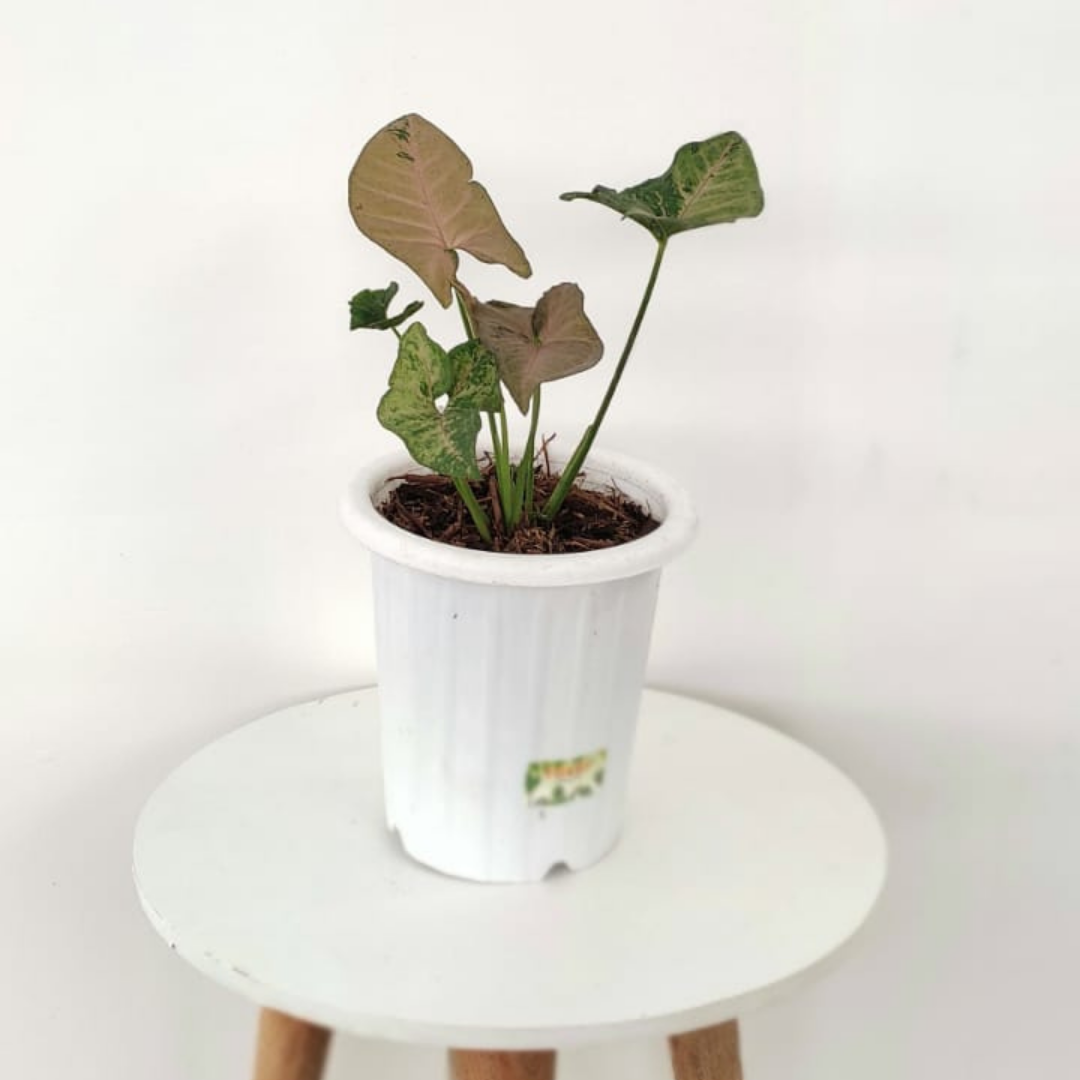 Syngonium Pink Flecked - Indonesian Rare Plants