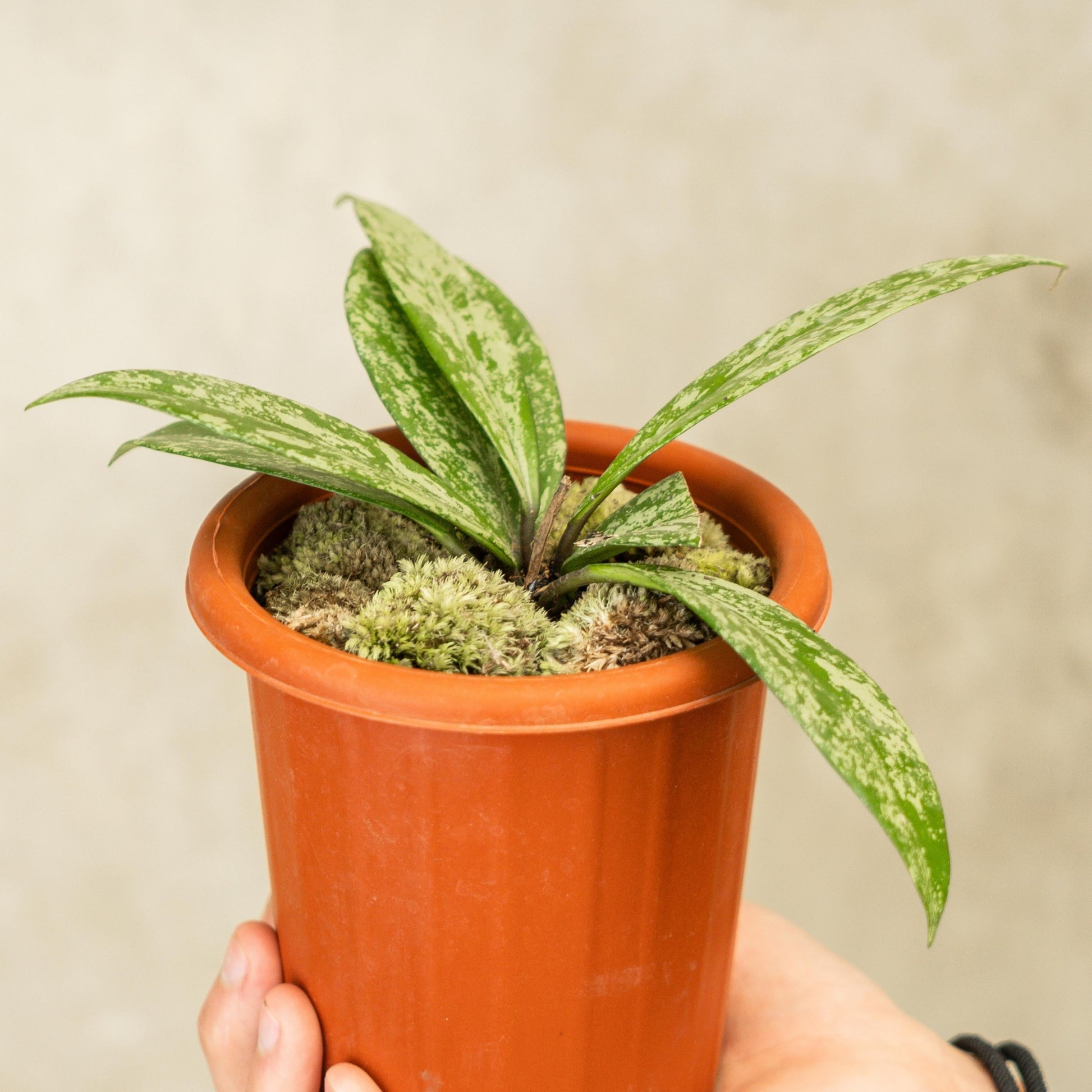 Hoya Publicalyx Splash - Indonesian Rare Plants