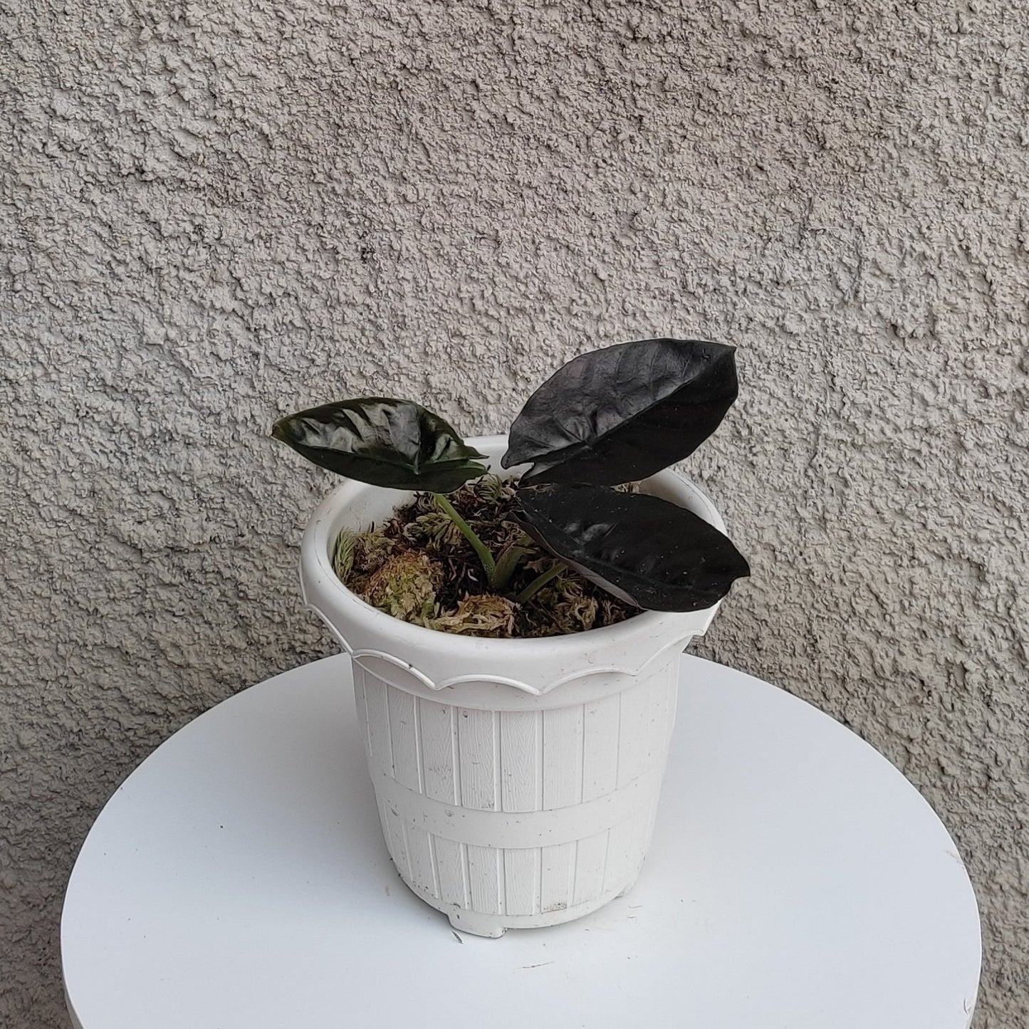 Alocasia Infernalis - Indonesian Rare Plants
