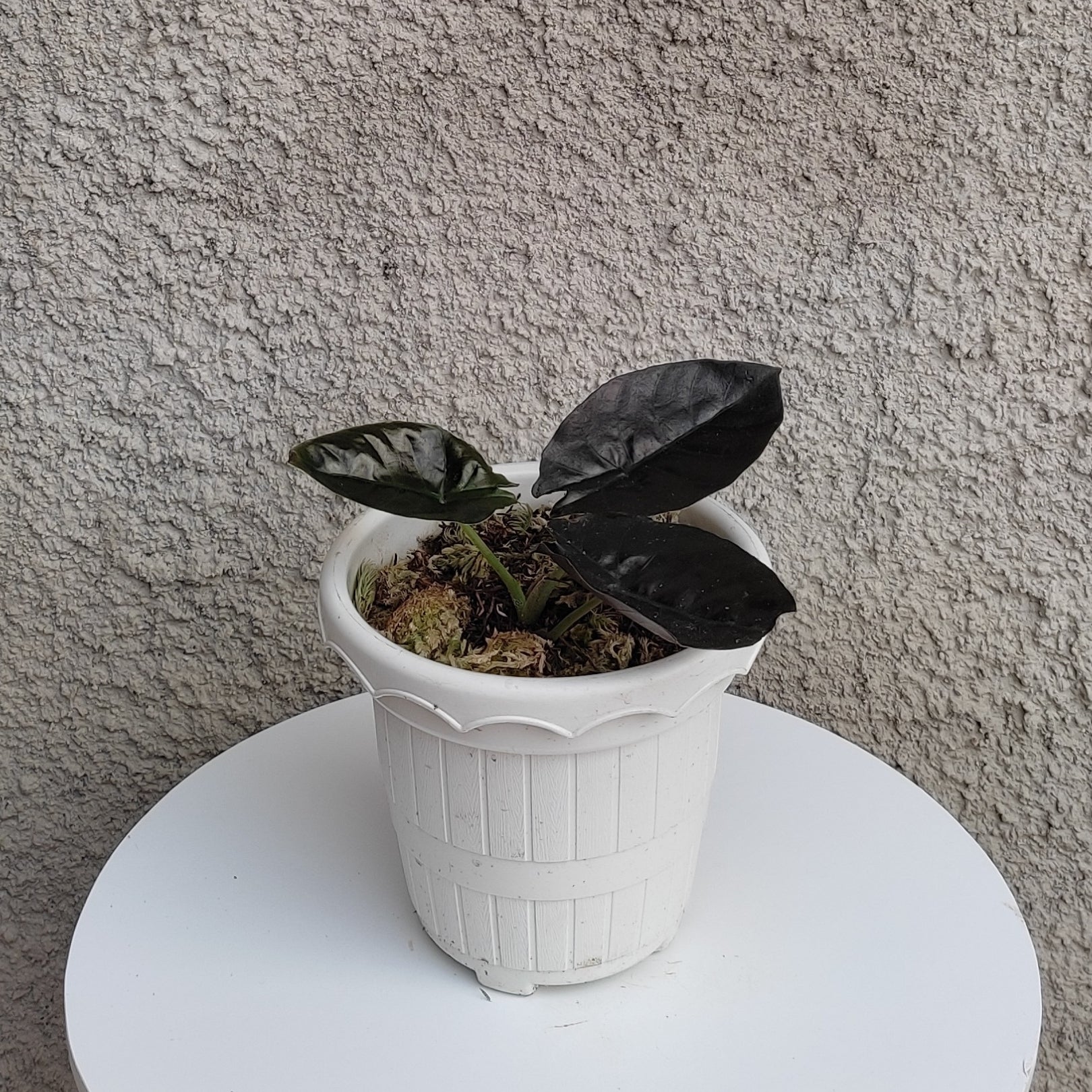 Alocasia Infernalis - Indonesian Rare Plants
