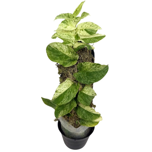 Rhaphidophora korthalsii nova variegated