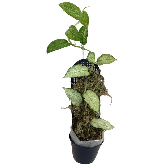 Rhaphidophora hongkongensis variegated