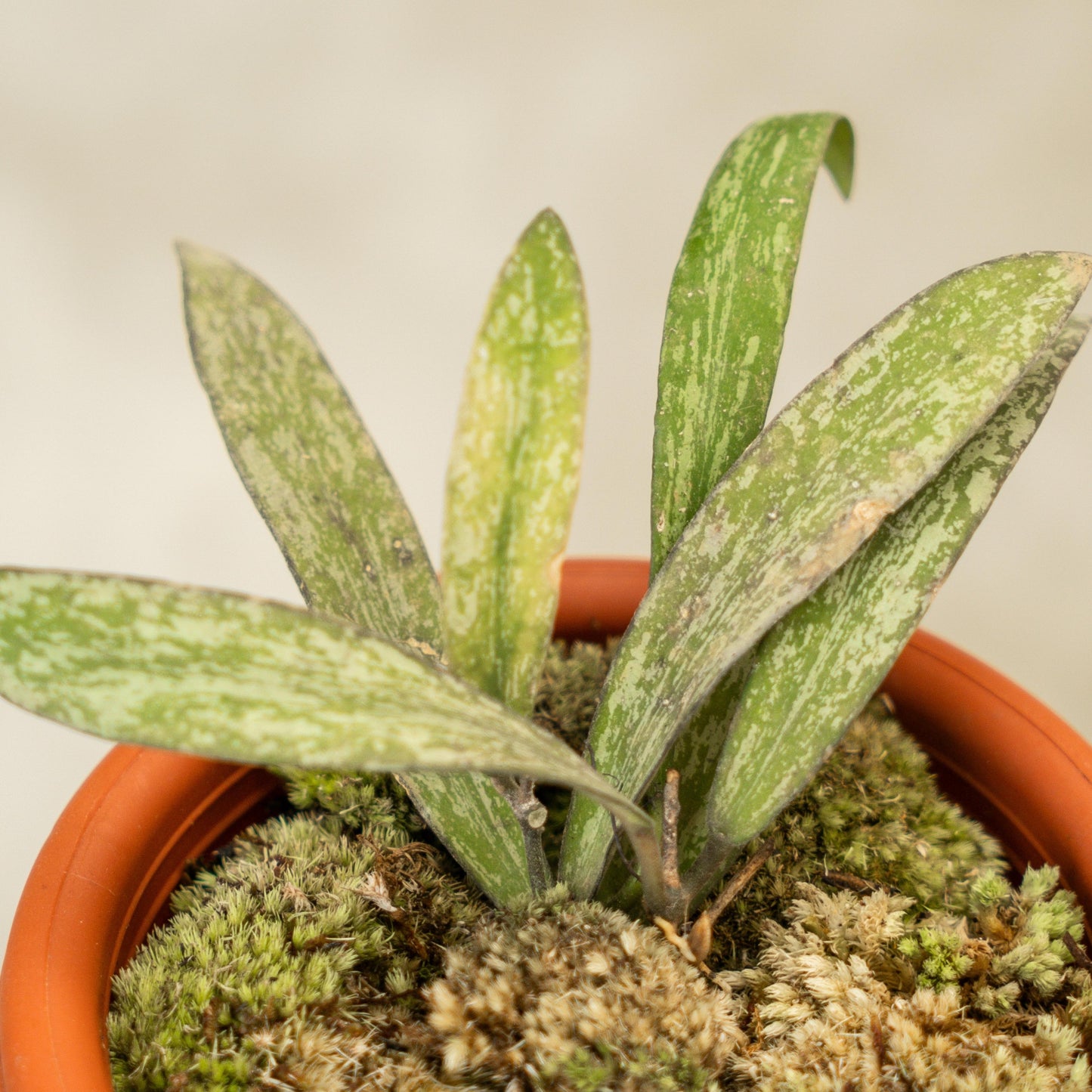 Hoya Sigillatis