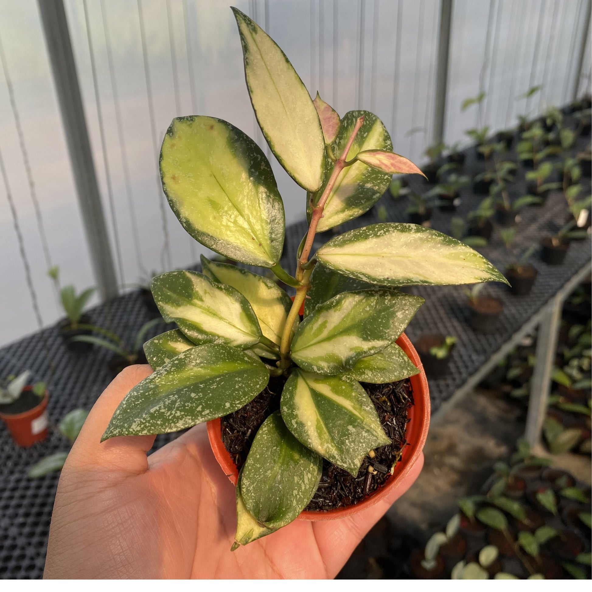 Hoya Nabawanensis Variegated - Indonesian Rare Plants