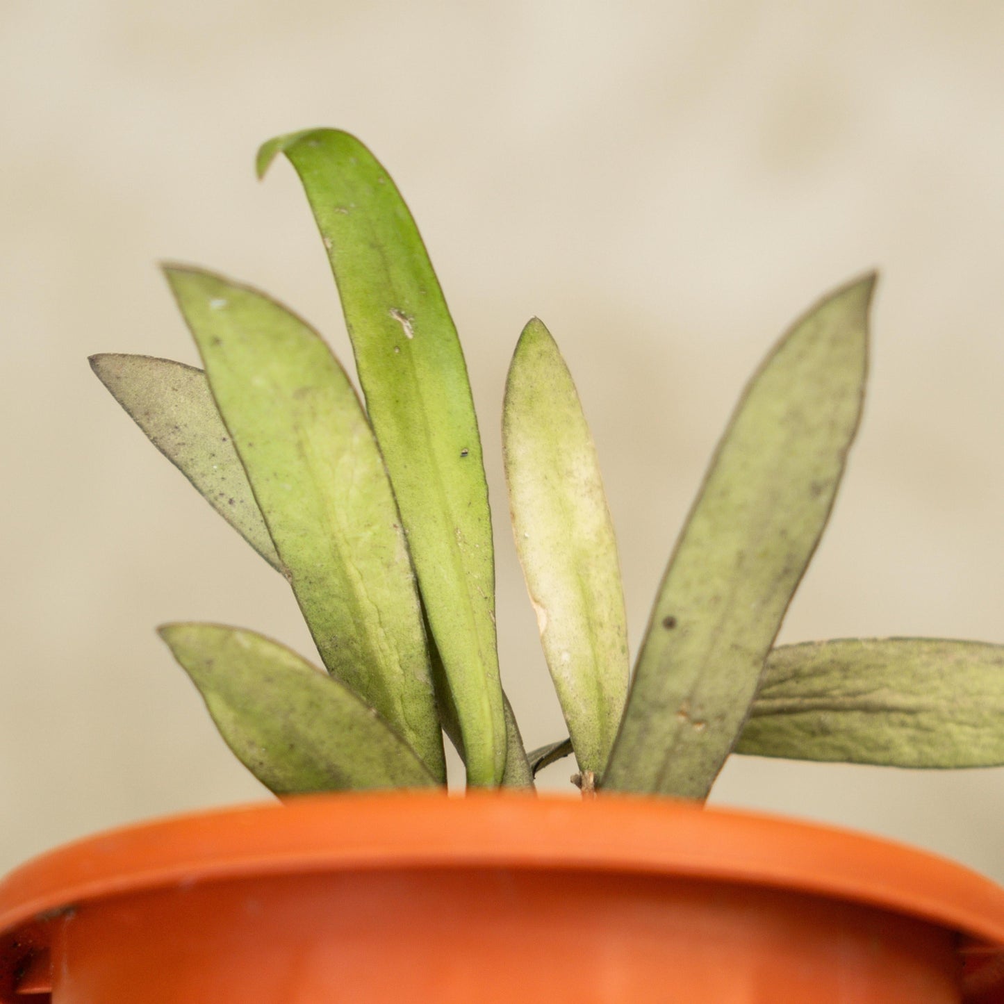 Hoya Sigillatis