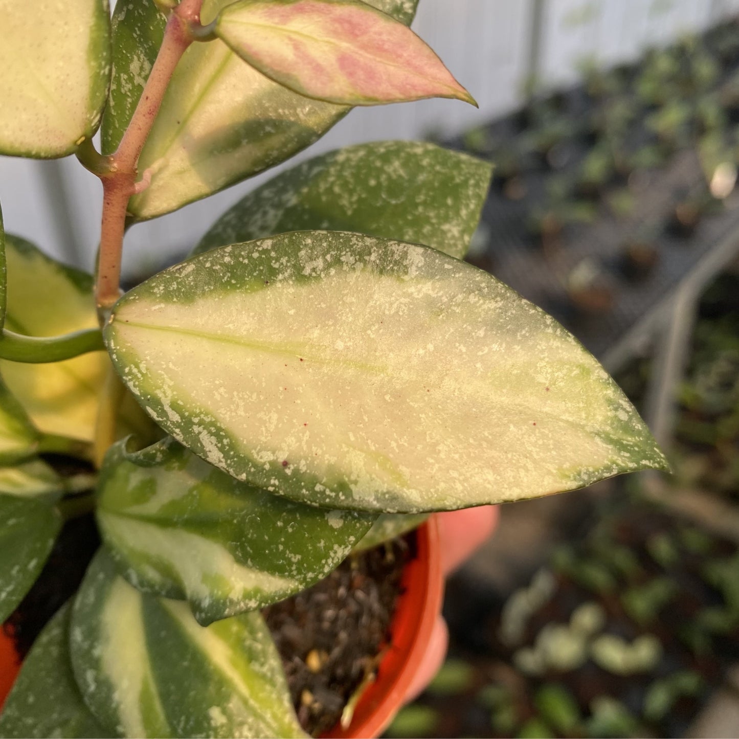 Hoya Nabawanensis Variegated