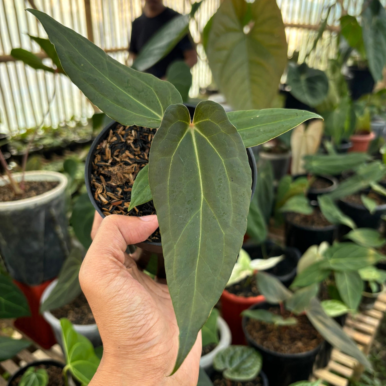 Anthurium No ID