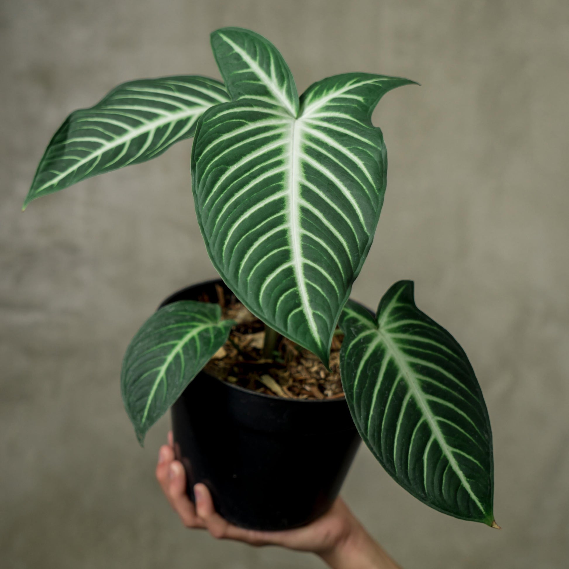 Caladium Xanthosoma - Indonesian Rare Plants