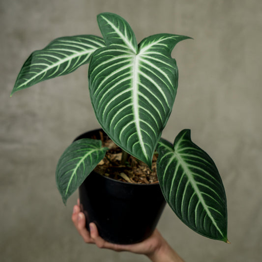 Caladium Xanthosoma - Indonesian Rare Plants