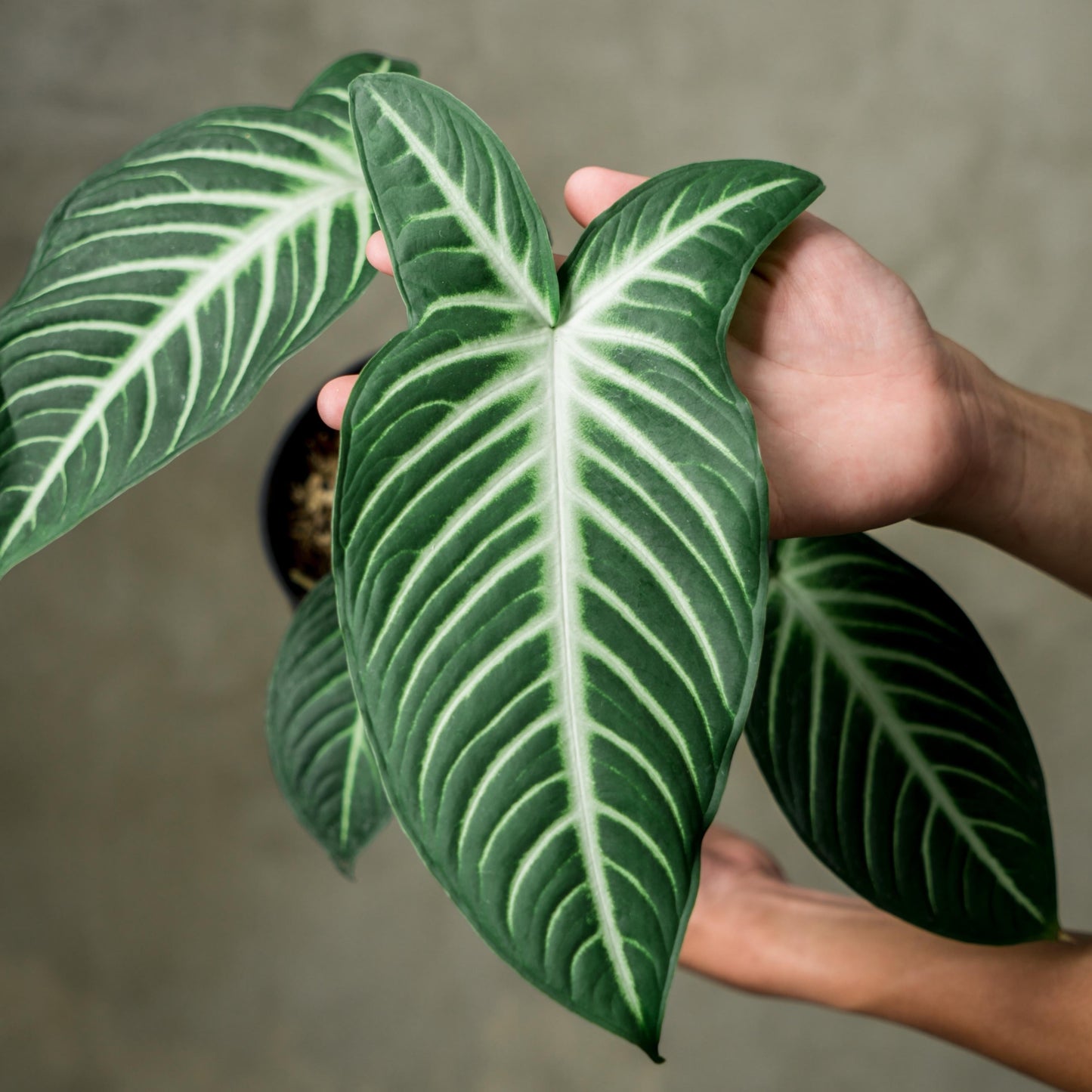 Caladium Xanthosoma