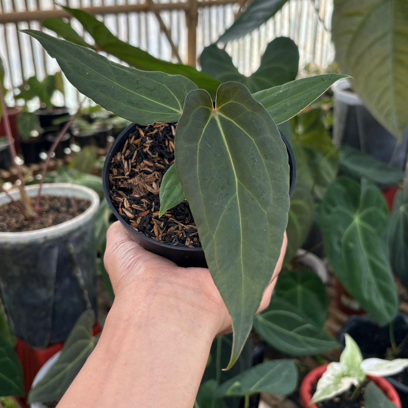 Anthurium No ID - Indonesian Rare Plants