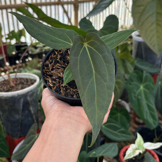 Anthurium No ID - Indonesian Rare Plants