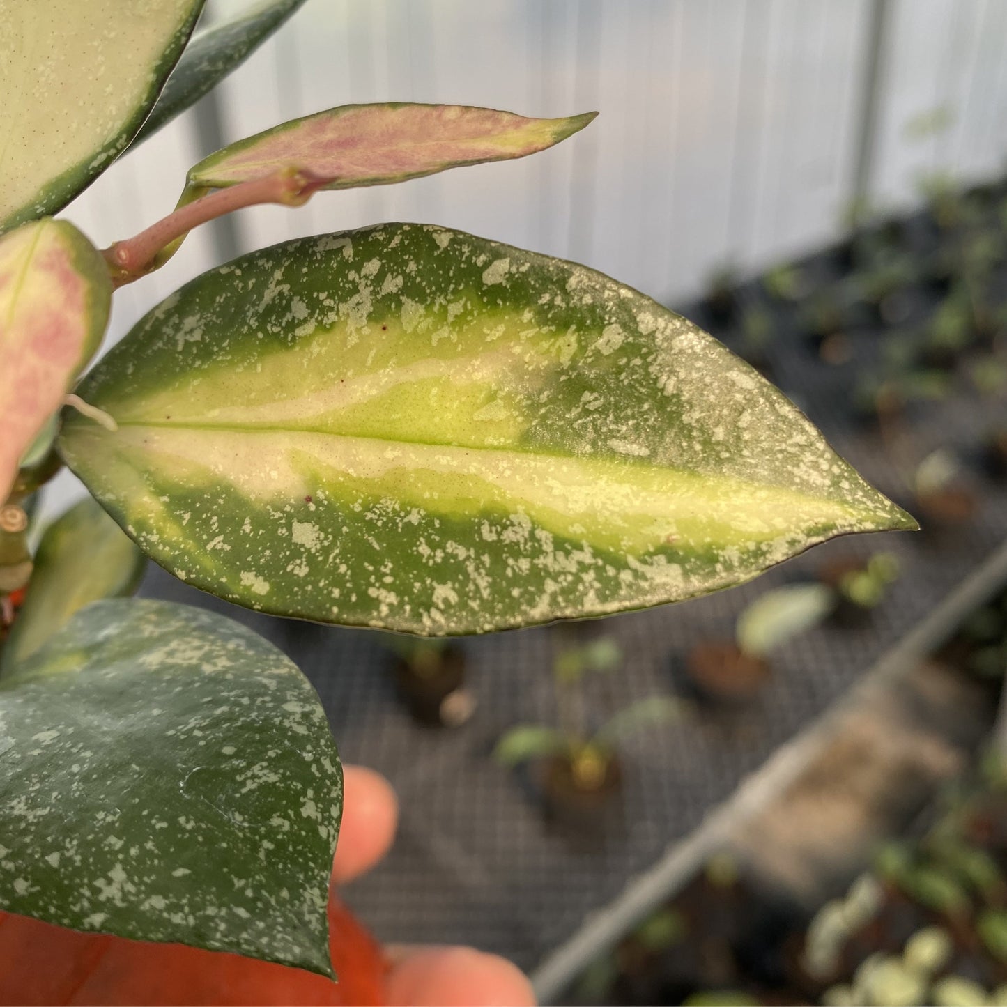 Hoya Nabawanensis Variegated