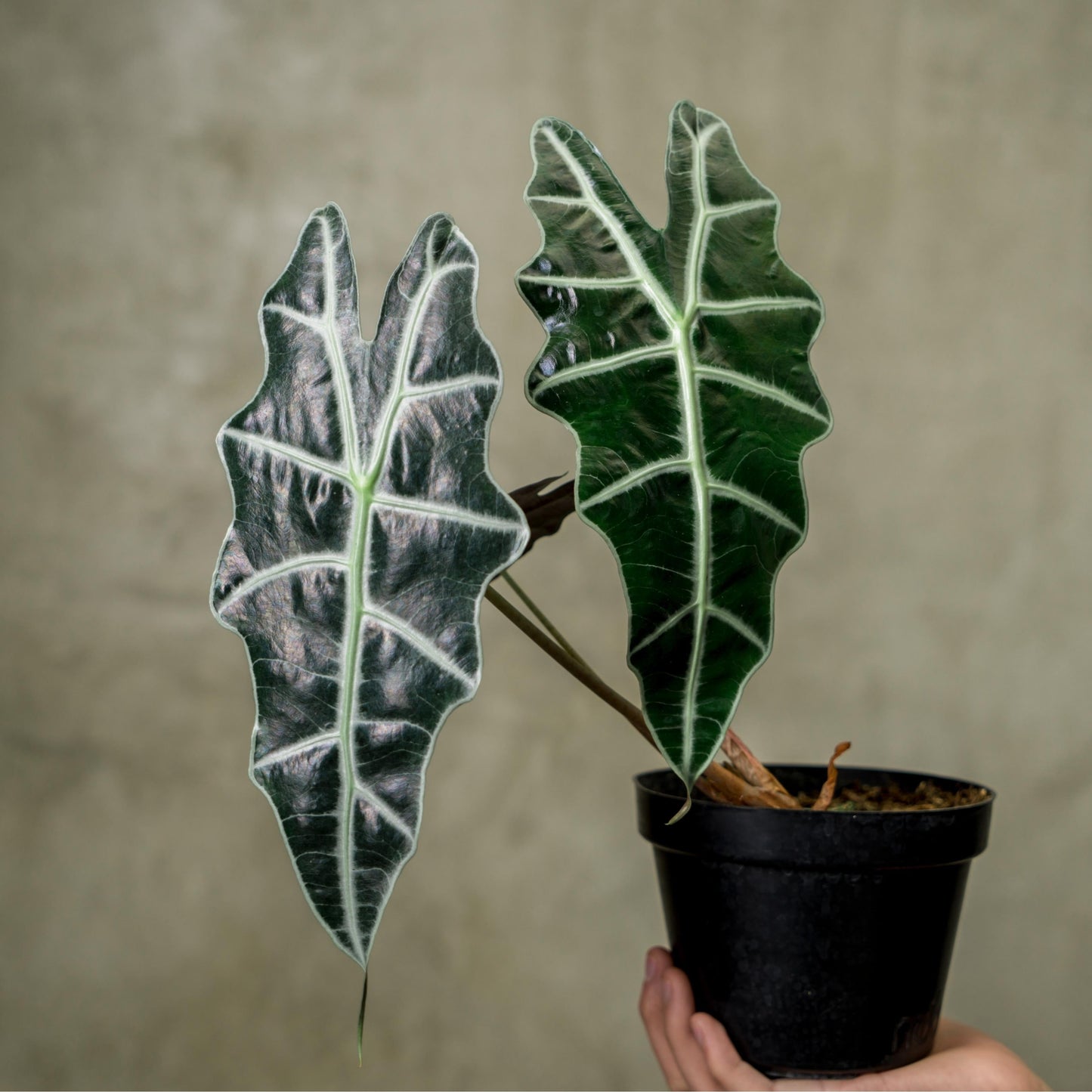 Alocasia Parasol - Indonesian Rare Plants