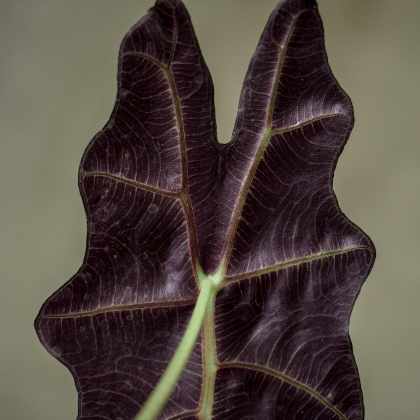 Alocasia Parasol
