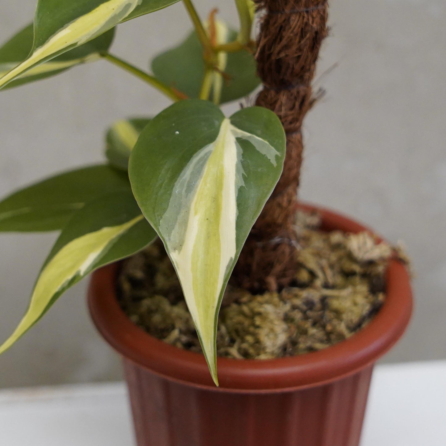 Philodendron Cream Splash