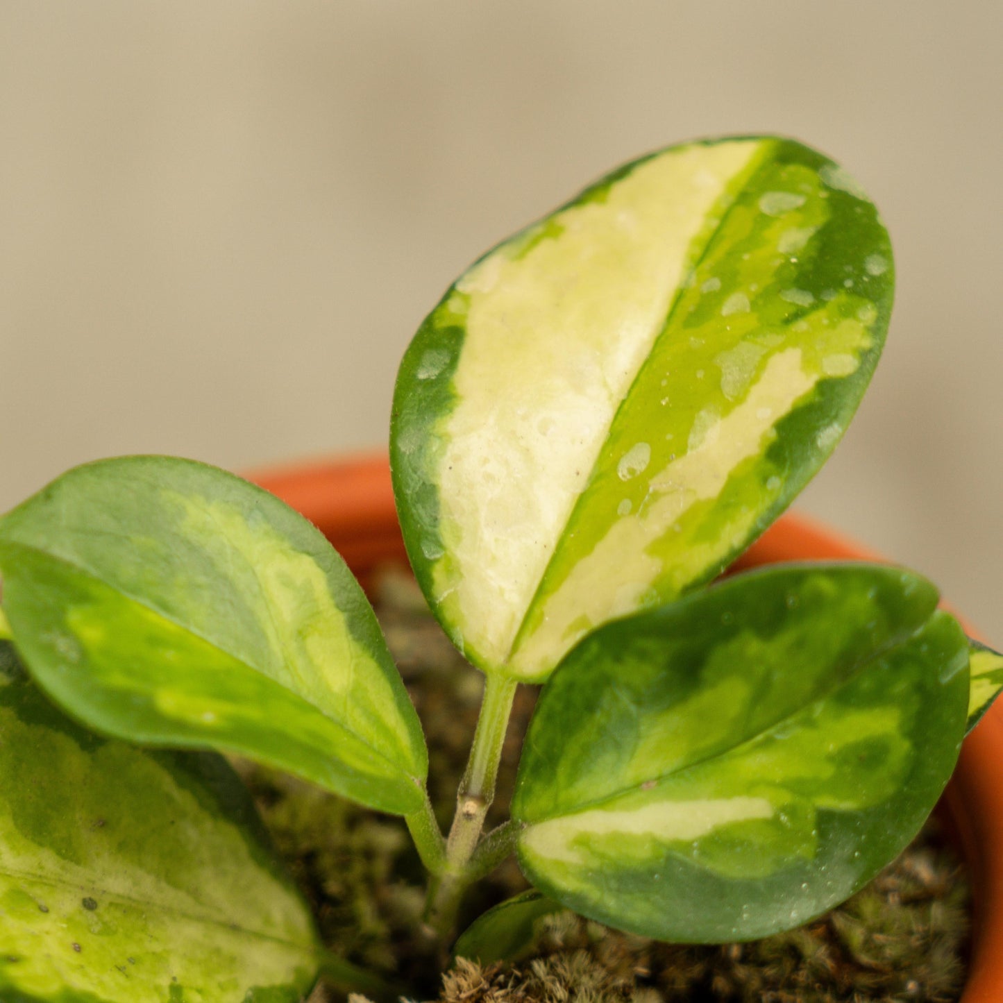 Hoya Australis Lisa