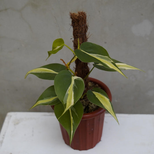Philodendron Cream Splash - Indonesian Rare Plants