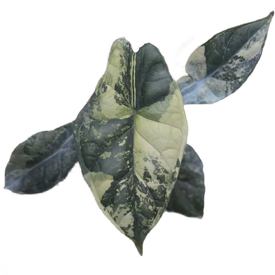 Alocasia dragon scale variegated