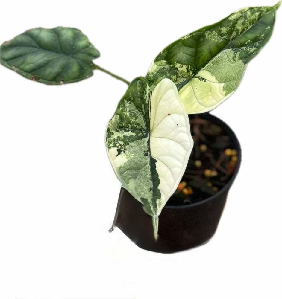 Alocasia dragon scale variegated