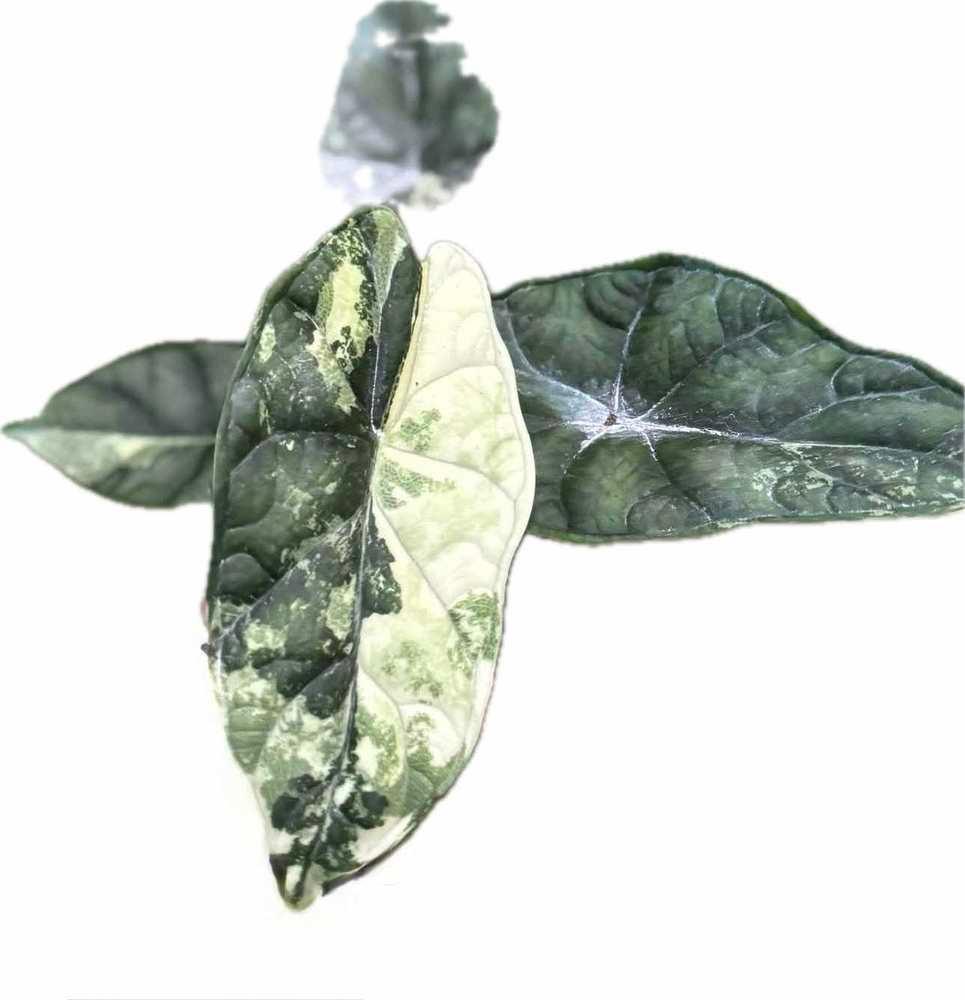 Alocasia dragon scale variegated