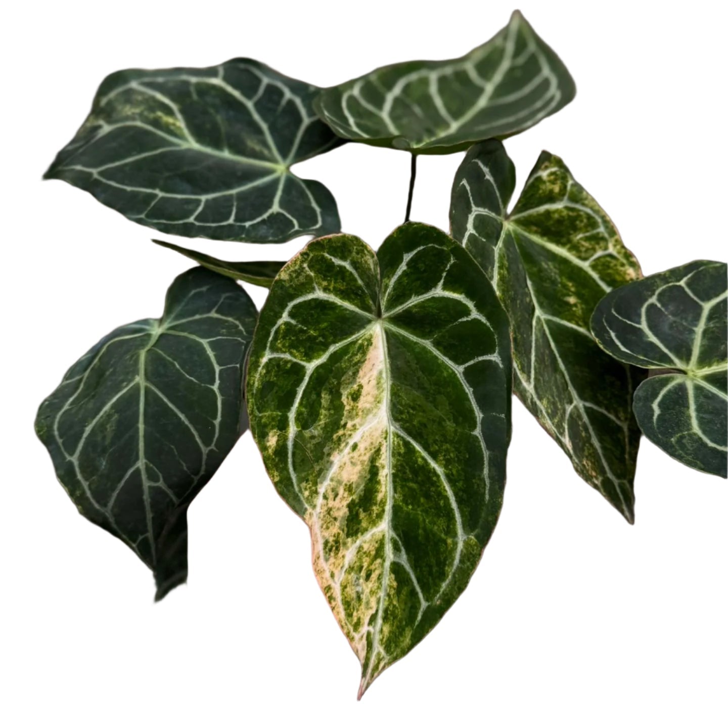 Anthurium crystallinum variegated
