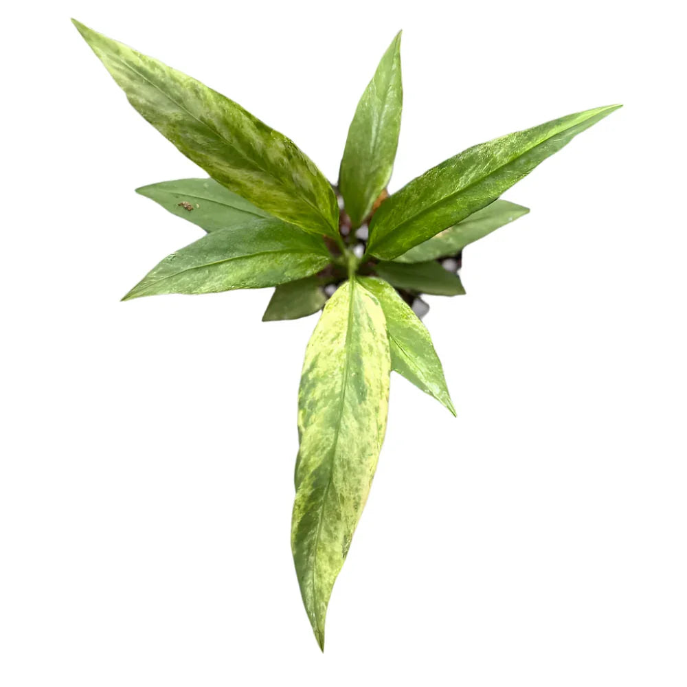 Anthurium Vittarifolium Variegated