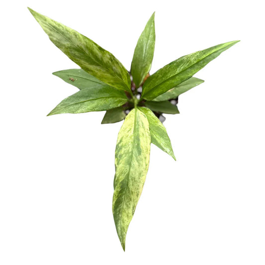 Anthurium Vittarifolium Variegated