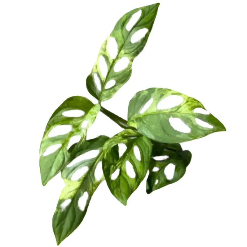 Monstera adansonii indonesia variegated
