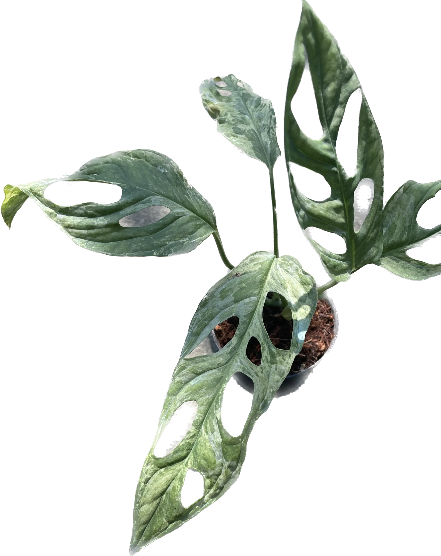 Monstera adansonii indonesia variegated