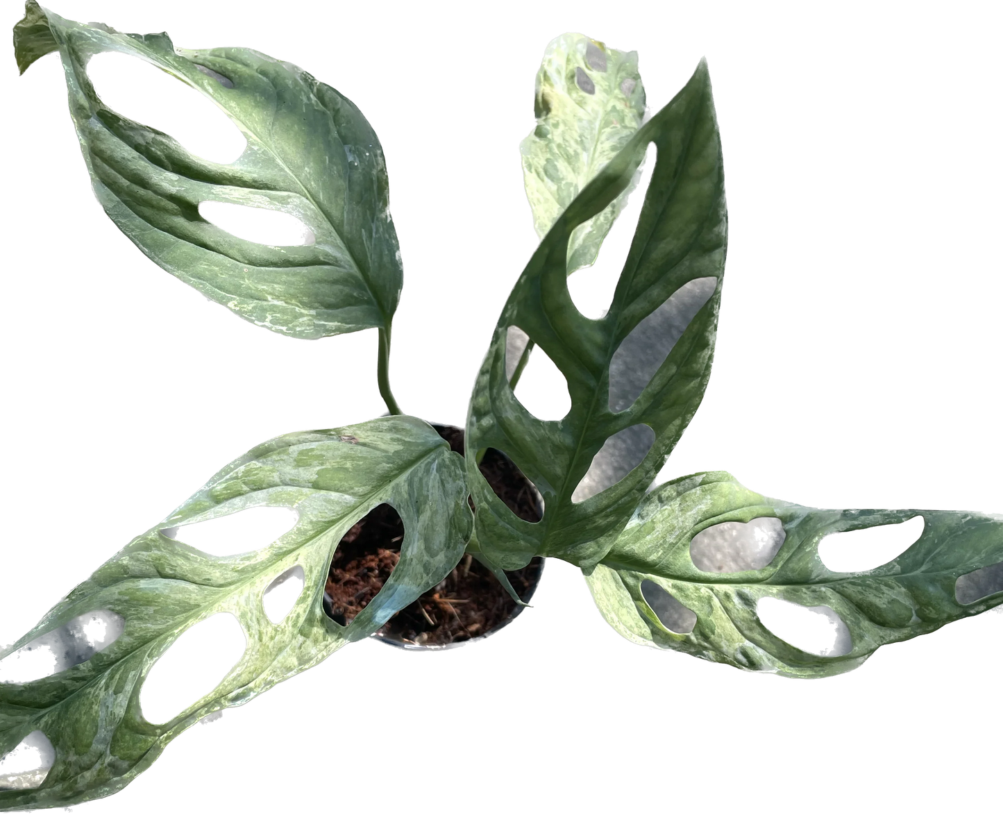 Monstera adansonii indonesia variegated