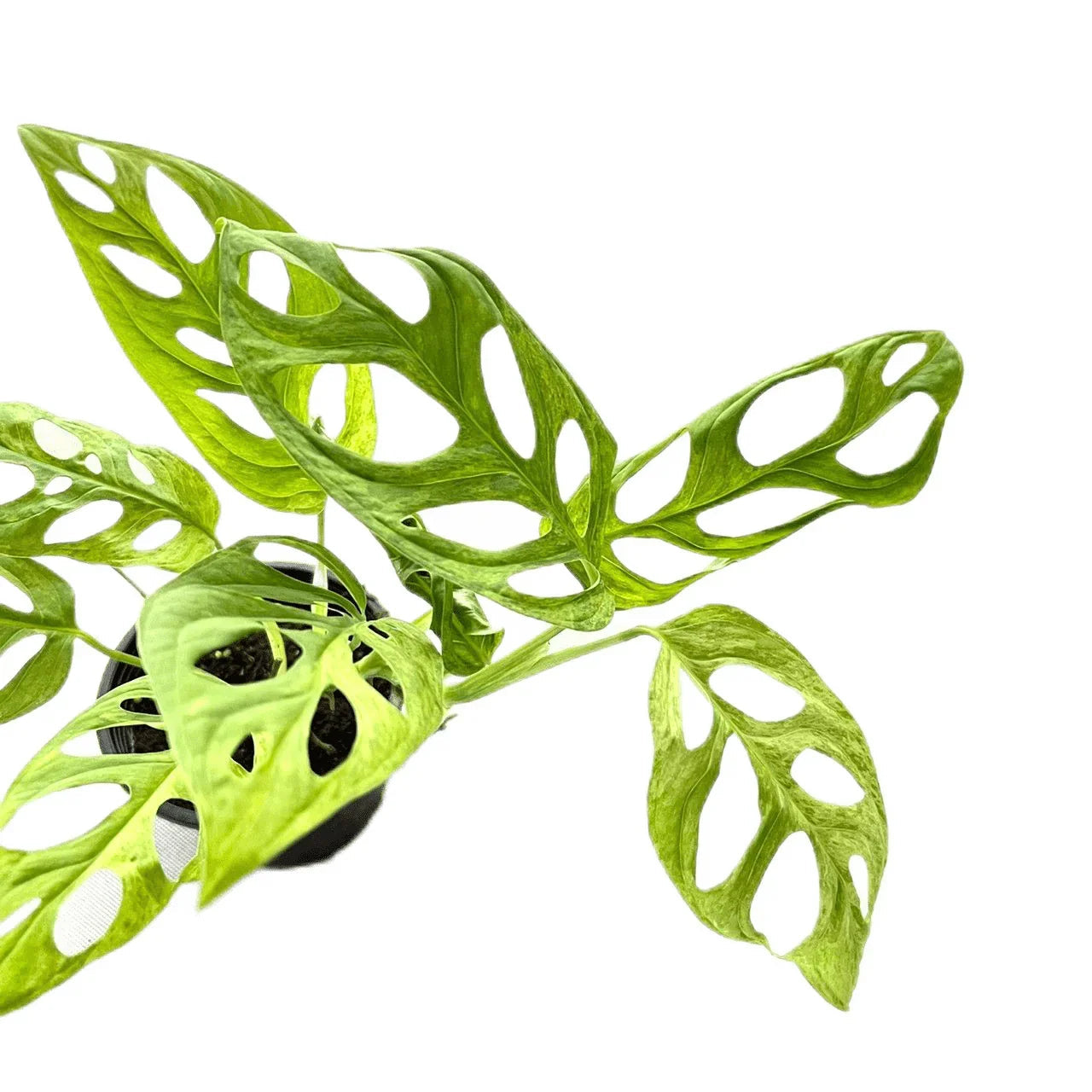 Monstera adansonii indonesia variegated