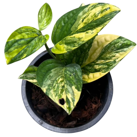 Monstera karstenianum variegated