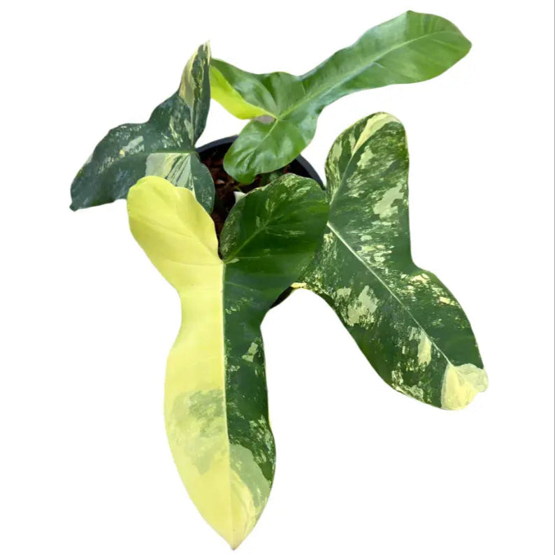 Philodendron Florida Beauty x (Paraiso Verde x Black Billietiae) aurea variegated