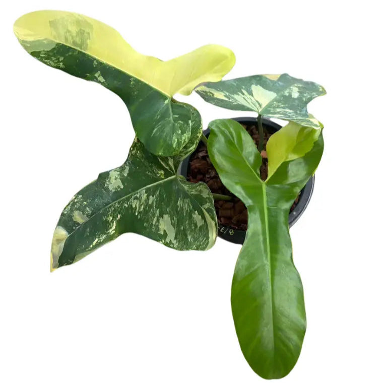 Philodendron Florida Beauty x (Paraiso Verde x Black Billietiae) aurea variegated