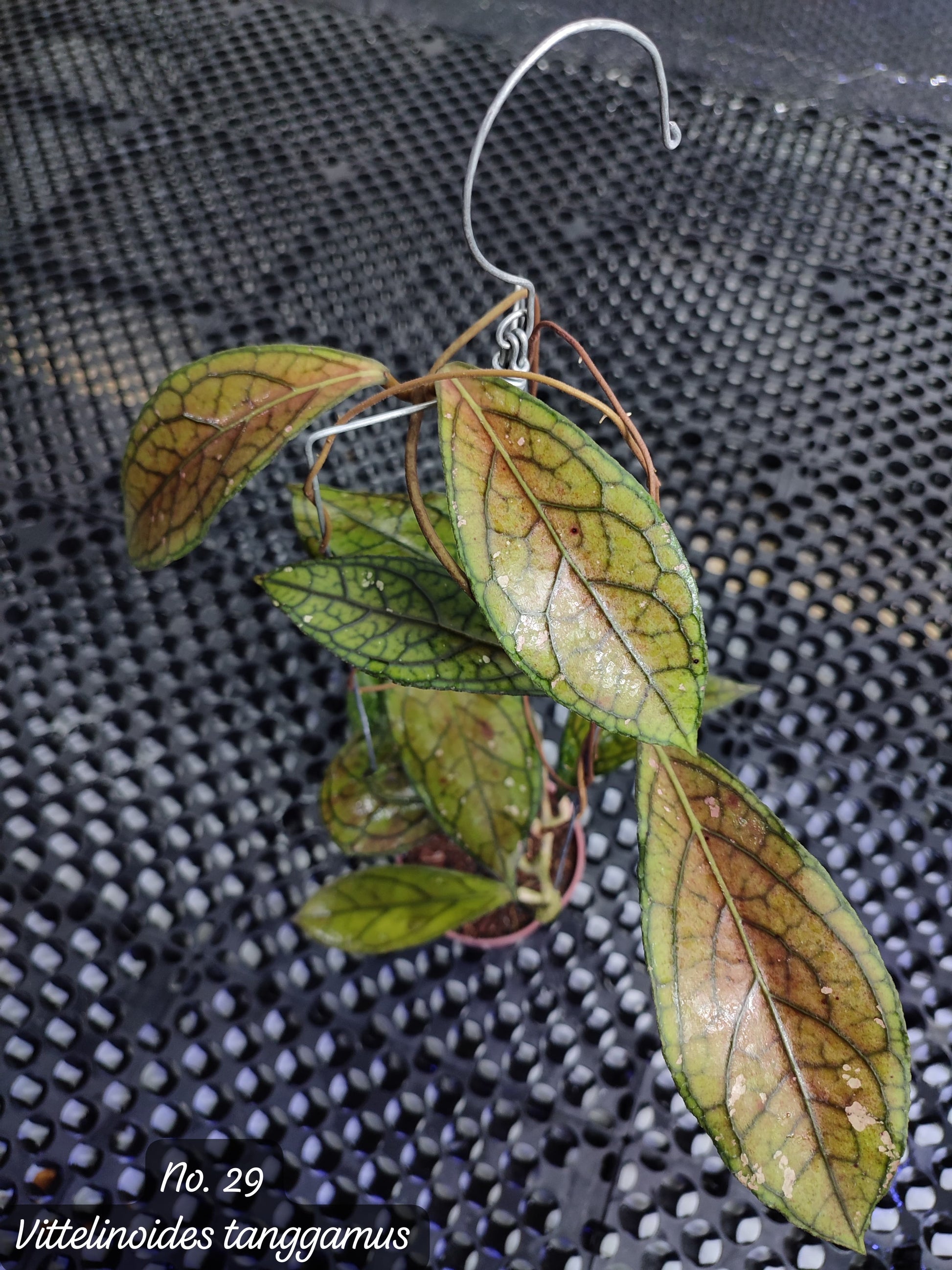Hoya Vittelinoides Tanggamus — rare Indonesian plant