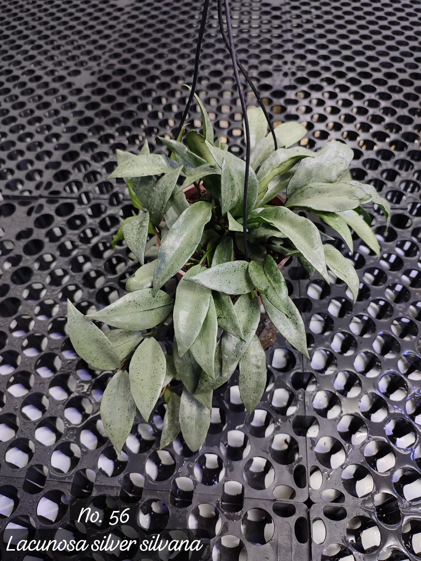 Hoya Lacunosa Silver Silvana — rare Indonesian plant
