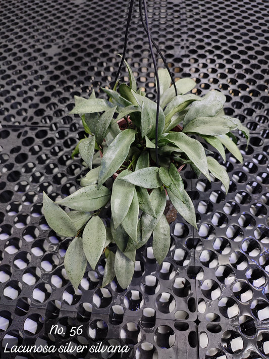 Hoya Lacunosa Silver Silvana — rare Indonesian plant