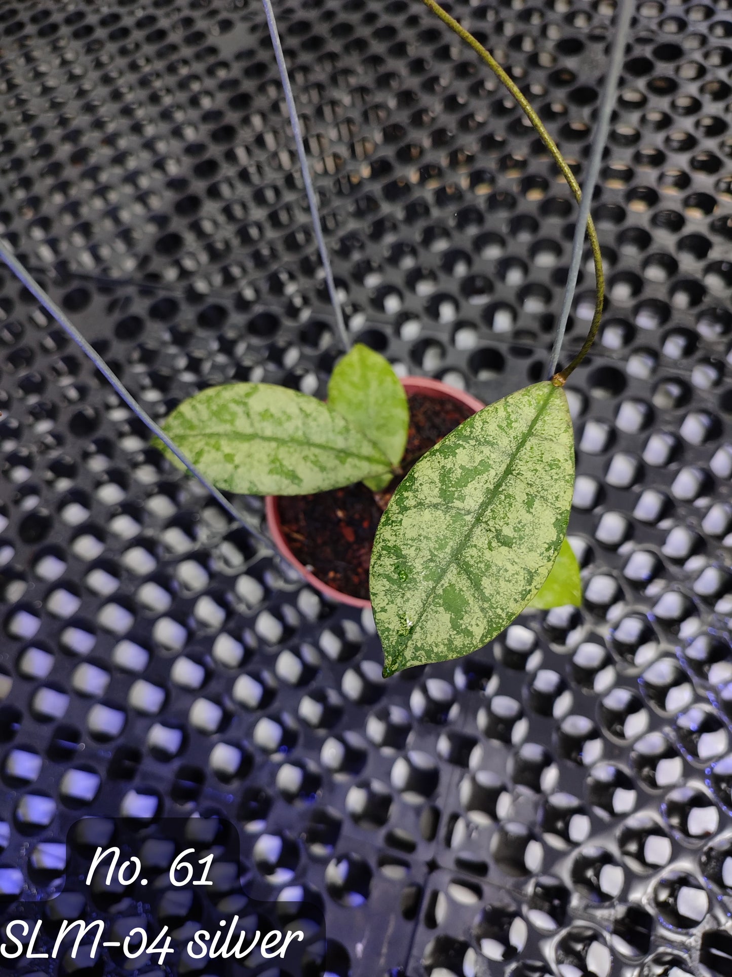 Hoya SLM-04 Silver — rare Indonesian plant