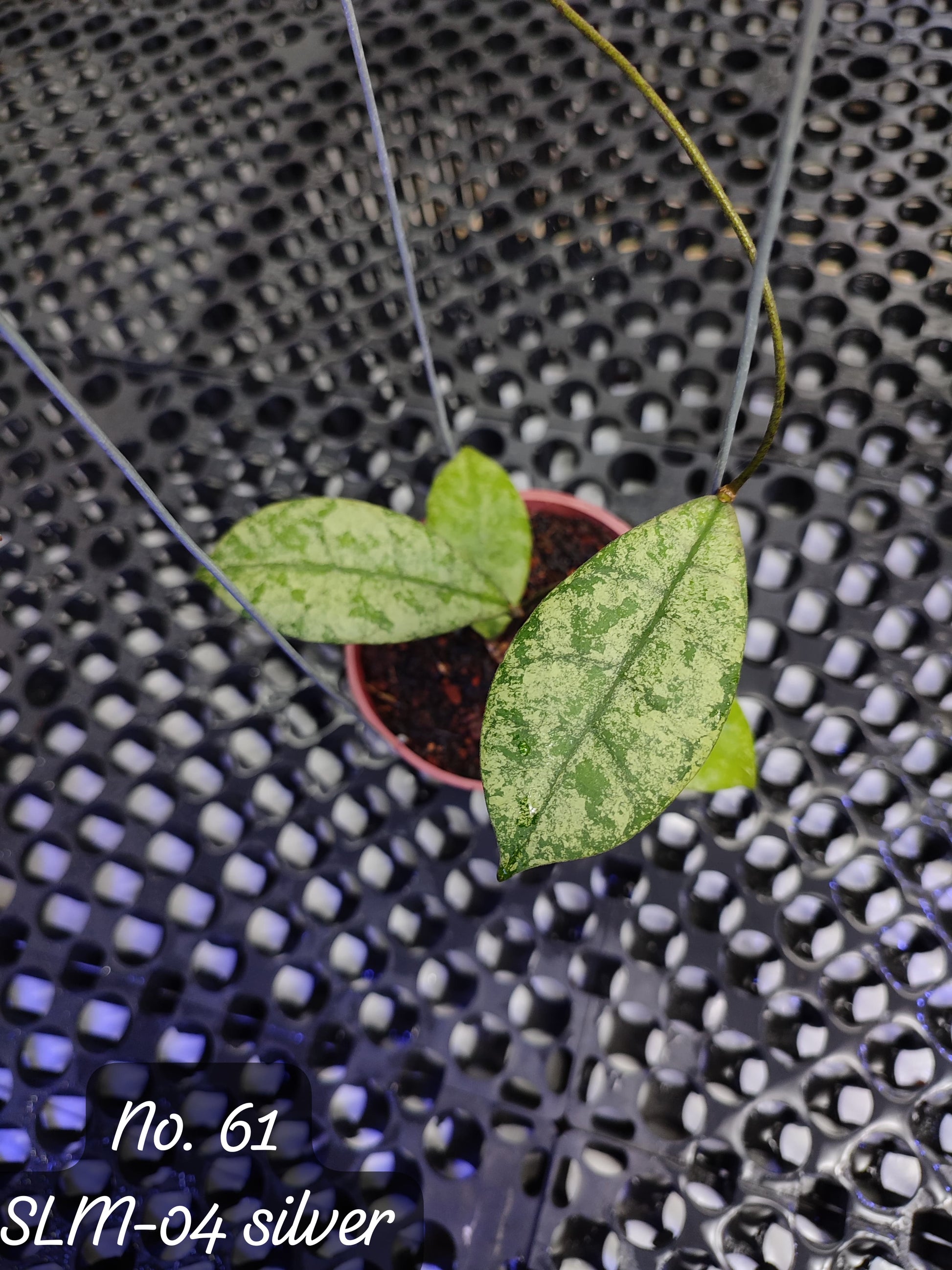 Hoya SLM-04 Silver — rare Indonesian plant