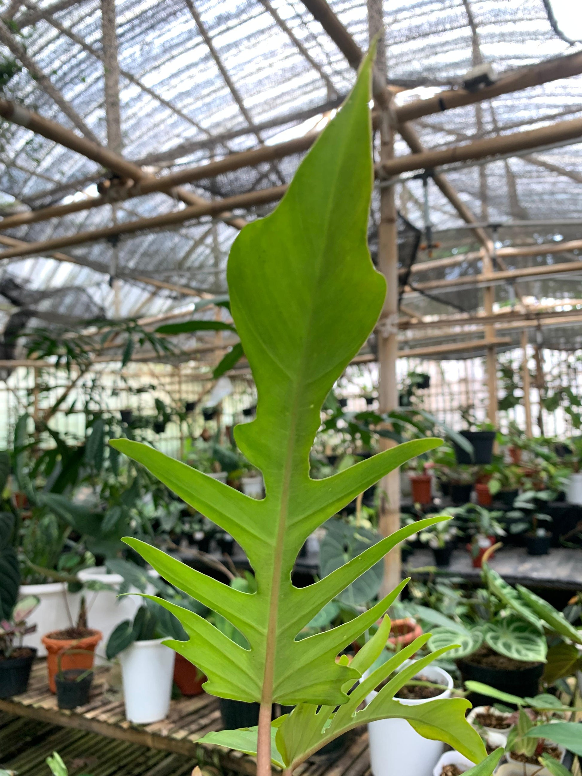 Philodendron Florida Beauty X Philodendron Tortum — photo 3