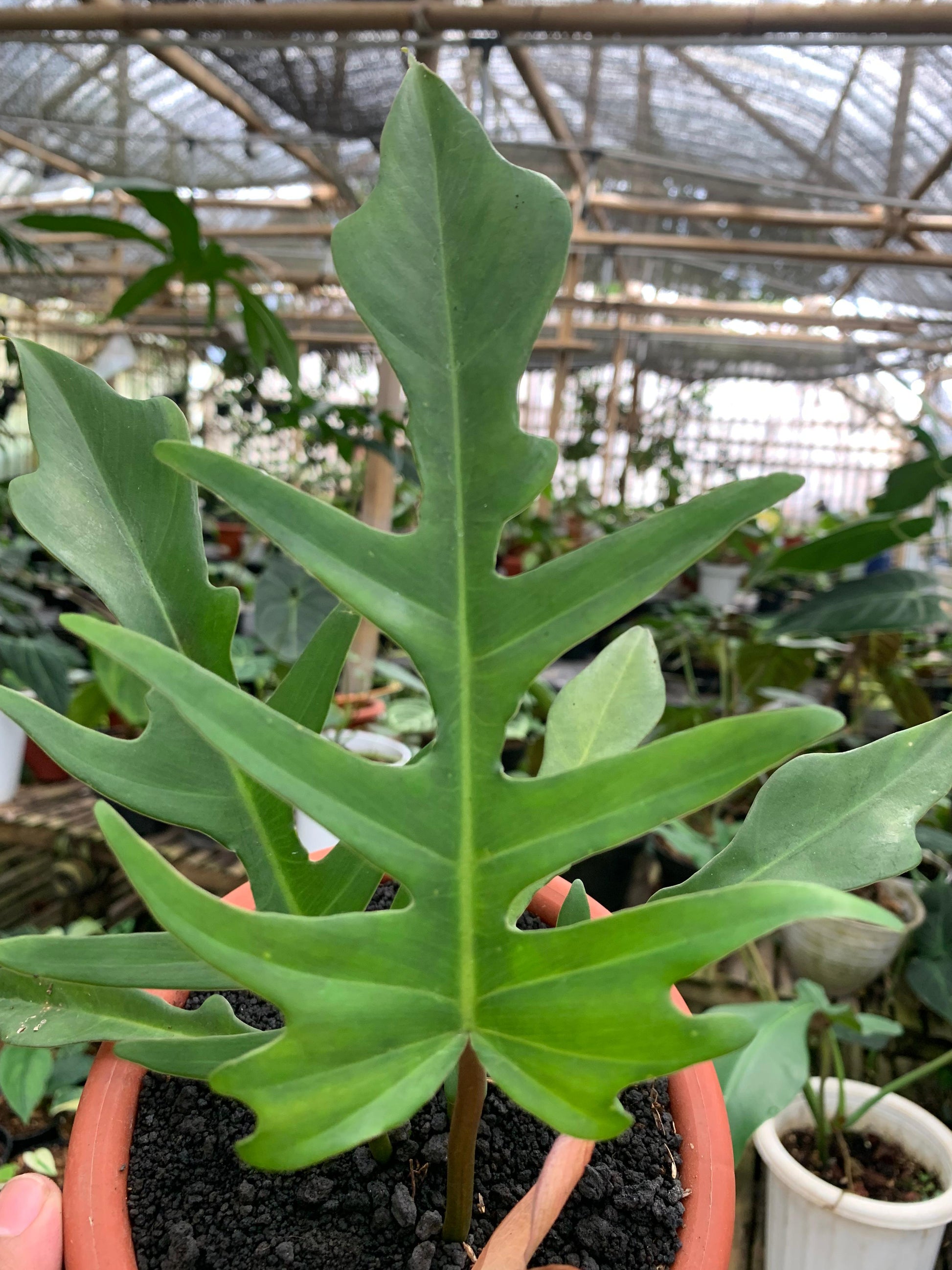 Philodendron Florida Beauty X Philodendron Tortum — photo 2