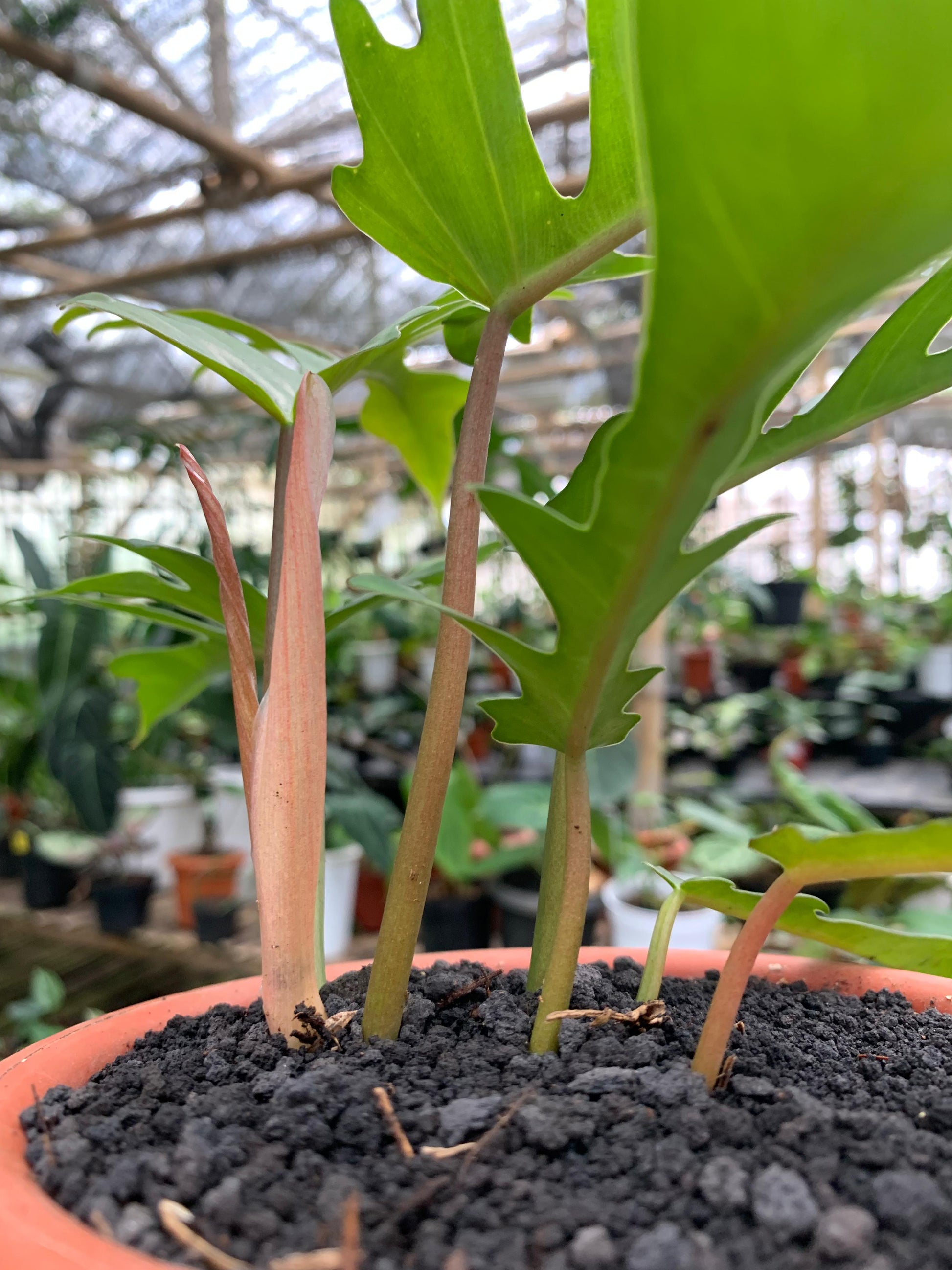 Philodendron Florida Beauty X Philodendron Tortum — photo 4
