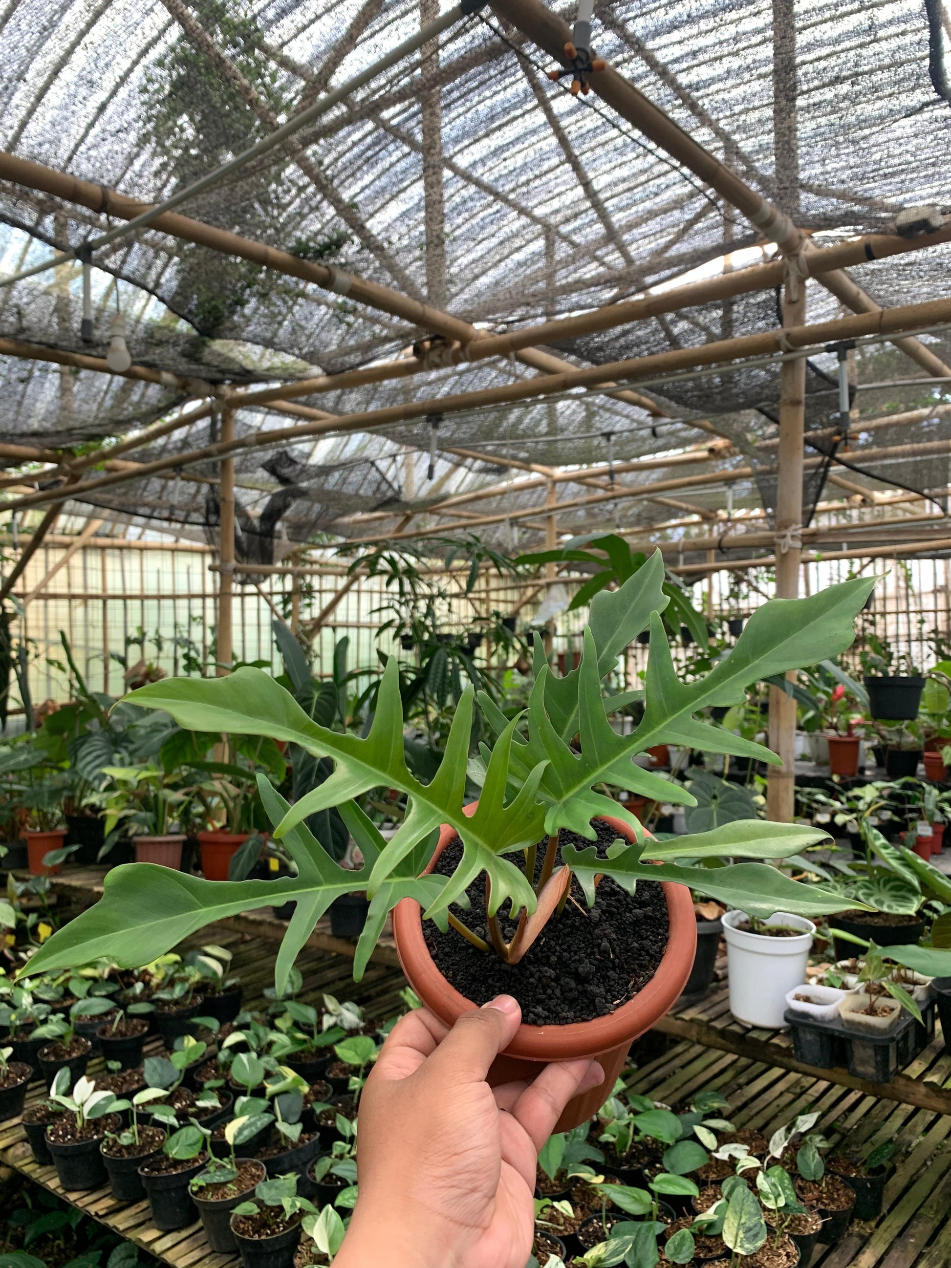 Philodendron Florida Beauty X Philodendron Tortum — rare Indonesian plant